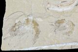 Cretaceous Fossil Shrimp And Fish Plate - Lebanon #107427-1